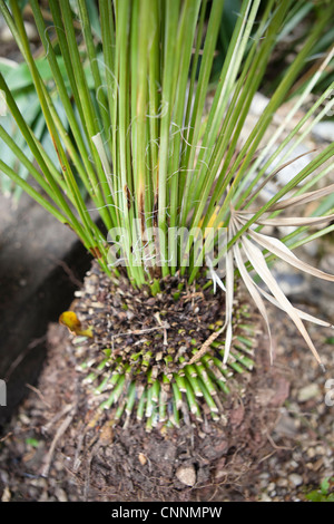 CYCAS Revoluta Cycad - A zurückschneiden Baumfarn aufgrund des frühen Wachstums durch Winterfröste verkümmert Stockfoto