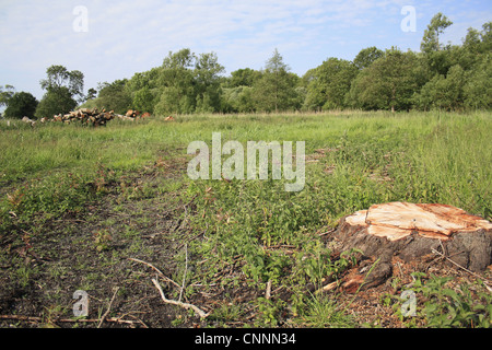 Baum-Clearance Log Pfähle vor kurzem gekauft Land Fen Lebensraum Restaurierung Projekt wenig Ouse Quellgebiet Projekt Webbs Fen Stockfoto