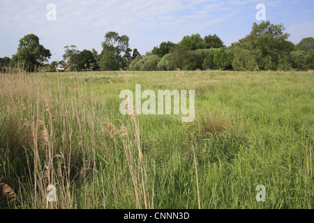 Vor kurzem kaufte Land Fen Lebensraum Restaurierung Projekt wenig Ouse Quellgebiet Projekt Webbs Fen Thelnetham wenig Ouse Valley Stockfoto