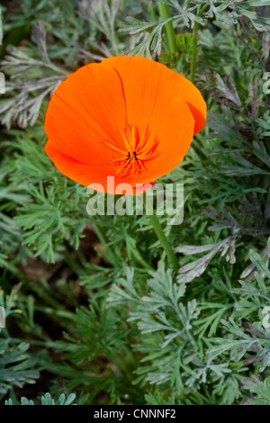 California Poppy Eschscholzia Californica Los Angeles, California, Vereinigte Staaten von Amerika 4 April Papaveraceae Stockfoto