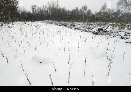 Neupflanzung einheimischer Baum Arten Schnee bedeckt Niederwald Wald Cromer Holz Natur Reserve Kent Wildlife Trust Kent England Stockfoto