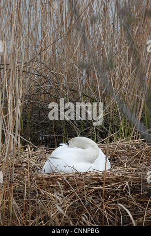 Höckerschwan Cygnus Olor auf Nest Milton Cambridgeshire Stockfoto