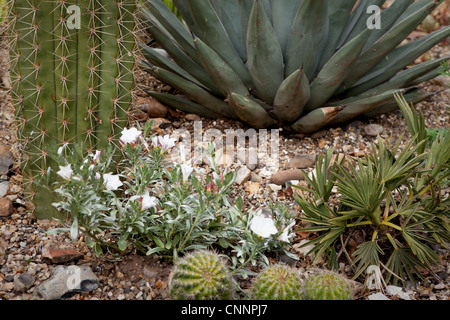 Convolvulus Cneorum, auch bekannt als Silverbush, ist eine Art von Ackerwinde, in Europa heimisch. In voller Blüte Stockfoto