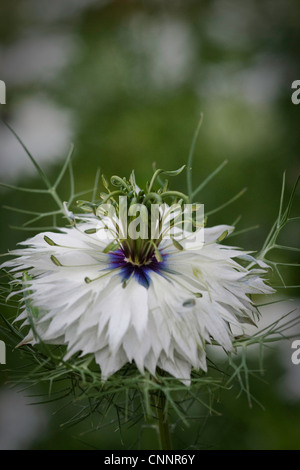 Liebe in den Nebel Blume mit einem diffusen Hintergrund. Diese Blume steht für Zartheit und Ratlosigkeit. Stockfoto