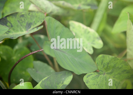 Verschiedene Arten von jungen colocasias Stockfoto