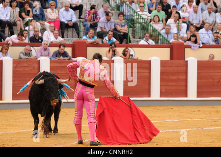 Stierkampf Matador Muleta Schwert Kampfstier aufgespießt Banderillas Stierkampfarena "Tercio de Muerte" Bühne Stierkampf Spanien september Stockfoto