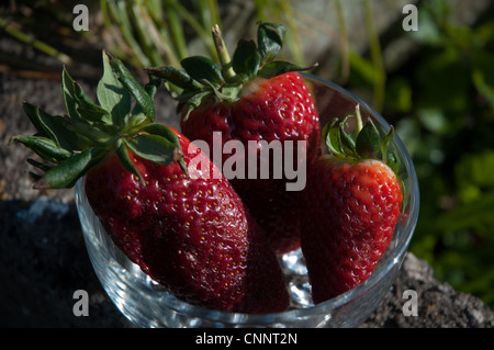 Große frische Erdbeeren in Glasschale außerhalb angeordnet, in der Sonne Stockfoto