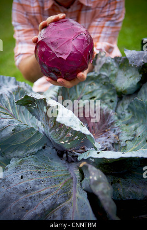 Ernte von Rotkohl, Bradford, Ontario, Kanada Stockfoto