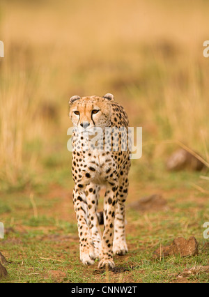 Gepard (Acinonyx Jubatus) zu Fuß durch Savannah Grünland in Masai Mara, Kenia Stockfoto