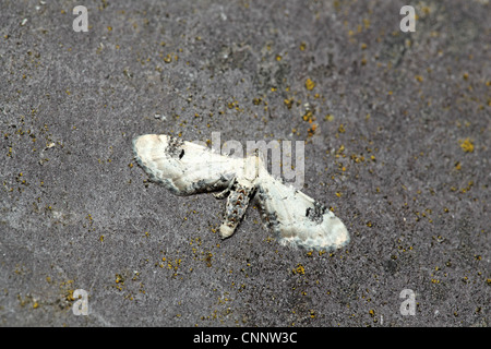 Kalk-Speck Mops, Eupithecia centaureata Stockfoto