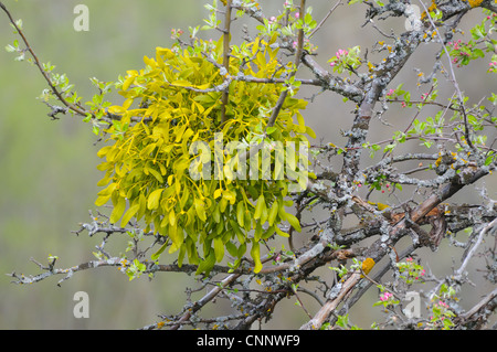 Mistel (Viscum Album) wächst im Baum mit Blütenknospen, Italien, april Stockfoto