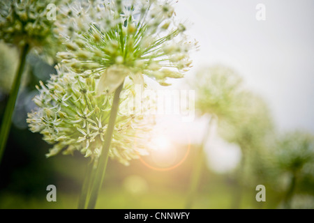 Allium, Ontario, Kanada Stockfoto