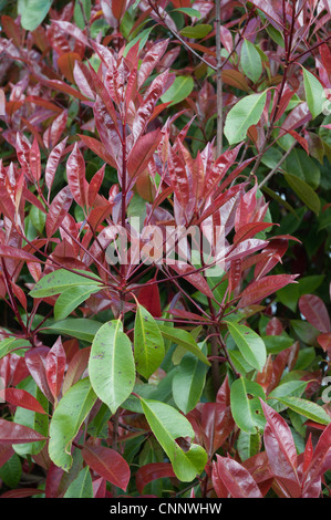 Photinia X fraseri "Red Versuchsprogramms Probe Strauch mit jungen roten Triebe Stockfoto