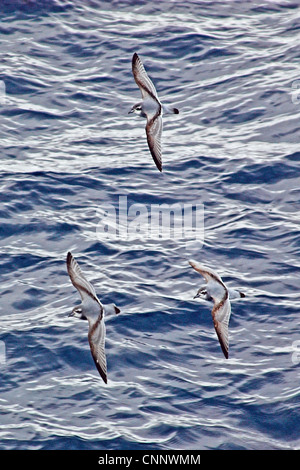 Drei Antarktis Prionen (aka Taube Prionen) (Pachyptila Desolata) fliegen in Formation, auf hoher See zwischen Ushuaia & Falkland-Inseln Stockfoto