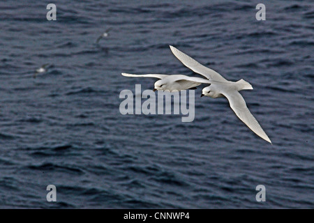 Zwei Schnee Petrels (Pagodroma Nivea) fliegen über dem südlichen Ozean zwischen Südamerika und Falkland-Inseln Stockfoto