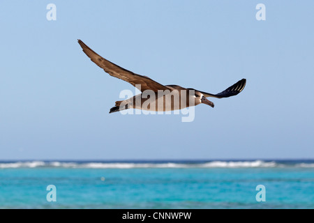 Schwarz – Schwarzfuß Albatros im Flug Stockfoto