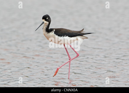 Hawaiian Stelzenläufer auf Kauai Island Stockfoto