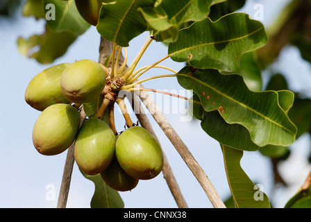 Dorf Sesuala in der Nähe von Pó, Sheanüsse Shea Baum, Shea-Butter Afrika Burkina Faso Stockfoto