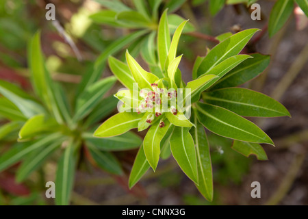 Honig-Wolfsmilch - Euphorbia mellifera Stockfoto