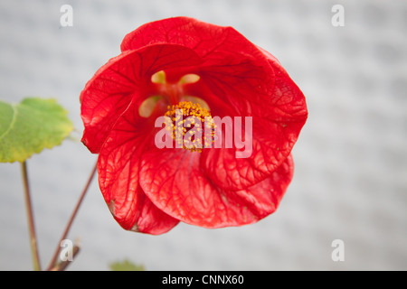 Hippeastrum-x johnsonii Stockfoto