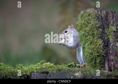 Graue Eichhörnchen, Sciurus Carolinensis, Essen eine Eichel Stockfoto