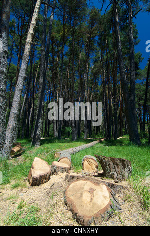 gefällt in einem schönen Kiefernwald in den Pyrenäen, Huesca, Aragon, Spanien Stockfoto