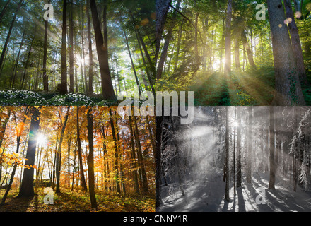 Ansichten der vier Jahreszeiten des Waldes Stockfoto