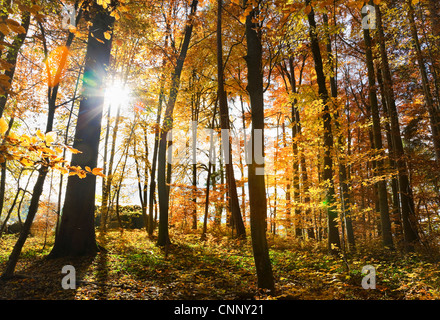 Sonne durch die Bäume im Wald Stockfoto