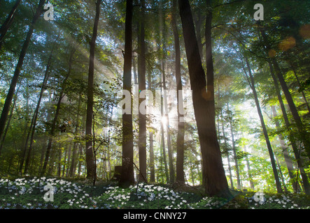 Sonne durch die Bäume im Wald Stockfoto