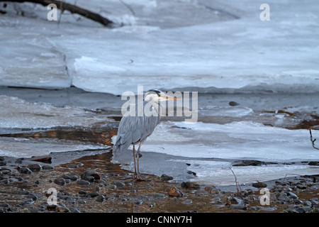 Graureiher Ardea Cinerea, Erwachsene Stockfoto