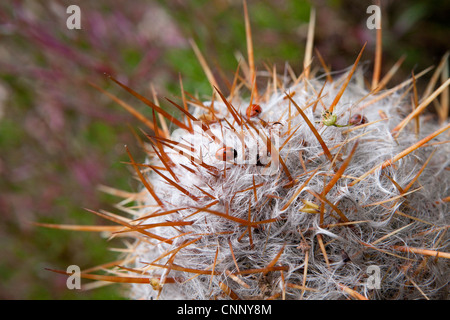 Form von Cereus Kaktus Stockfoto