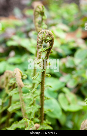 Dryopteris Filix-Mas (gemeinsame Wurmfarn oder Wurmfarn) Stockfoto