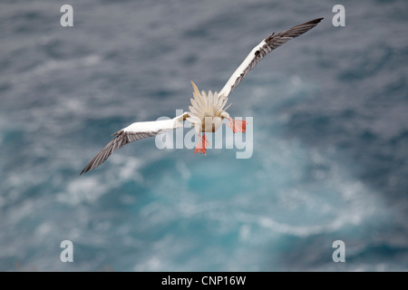 Red-footed Sprengfallen im Flug Stockfoto