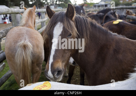 Ponys mit Auktion Zahlen in Stift bei Verkauf, New Forest, Hampshire, England, Oktober Stockfoto