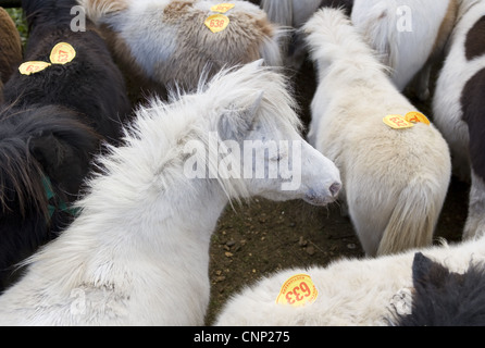 Ponys mit Auktion Zahlen in Stift bei Verkauf, New Forest, Hampshire, England, Oktober Stockfoto