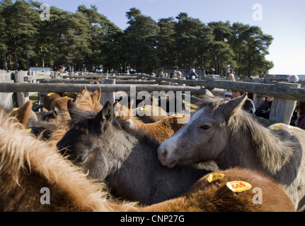 Ponys mit Auktion Zahlen in Stifte bei Verkauf, New Forest, Hampshire, England, Oktober Stockfoto