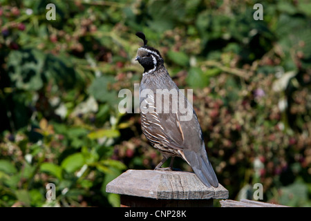 Eine männliche Kalifornien Wachtel (Art Californica) thront auf einem Pfosten in Nanaimo, Vancouver Island, BC, Kanada im August Stockfoto