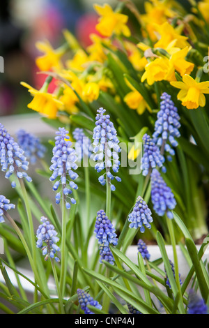 Marcel de Lannoy's Garden Addlestone Surrey UK Stockfoto