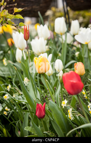 Marcel de Lannoy's Garden Addlestone Surrey UK Stockfoto