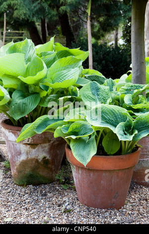 Hosta "Summe und Substanz" Stockfoto