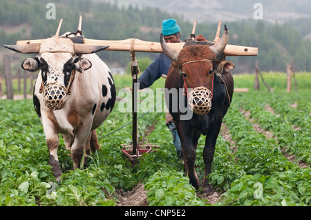 Asien, Bhutan, Bumthang. Landwirt Pflügen der Felder mit einem Paar Ochsen Stockfoto
