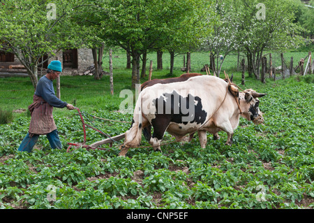 Asien, Bhutan, Bumthang. Landwirt Pflügen der Felder mit einem Paar Ochsen Stockfoto