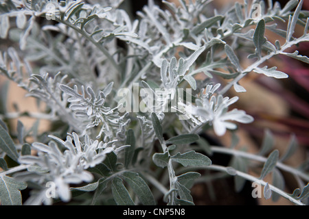 Senecio Aschenpflanze Pflanze Detail - botanische Fotos Stockfoto