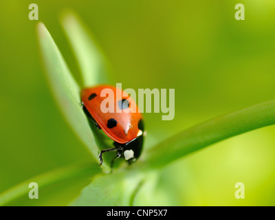 Marienkäfer auf Blatt Stockfoto