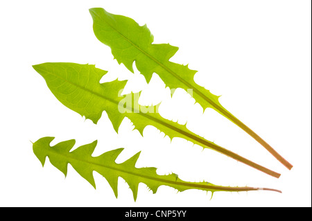 Löwenzahn Blätter isoliert auf weißem Hintergrund Stockfoto