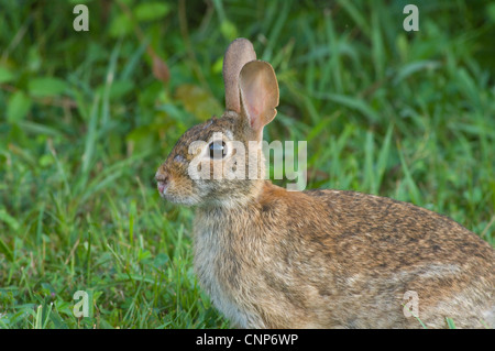 Östlichen Cottontail Kaninchen, Sylvilagus floridanus Stockfoto