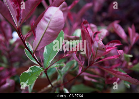Photinia X Fraseri "Rosa Marmor" Pflanze Detail - botanische Fotos Stockfoto