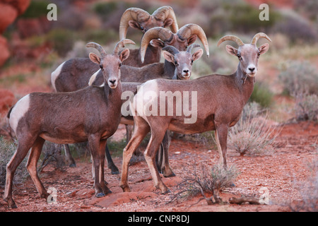 Big Horn Schafe Rams und Mutterschafe in der Wüste im Valley of Fire State Park Nevada Stockfoto