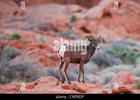 Big Horn Schafe Ram stehen auf Felsen in der Wüste mit Salbei Pinsel in die backgrounded roten Felsen im Valley of Fire State Park Nevada Stockfoto