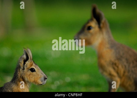 Patagonische Mara, Dolichotis Patagonum, in Gefangenschaft. Mammalia, Rodentia, Caviidae Stockfoto